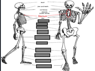 phalanges
metacarpals
Copyright © 2010 Ryan P. Murphy
Sternum
 