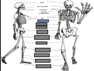 phalanges
metacarpals
Copyright © 2010 Ryan P. Murphy
 