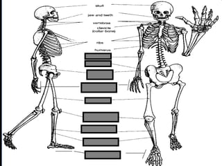 phalanges
metacarpals
Copyright © 2010 Ryan P. Murphy
 