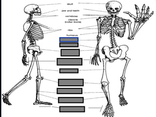 phalanges
metacarpals
Copyright © 2010 Ryan P. Murphy
 
