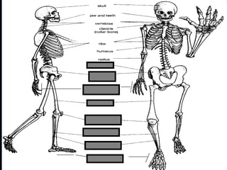 phalanges
metacarpals
Copyright © 2010 Ryan P. Murphy
 