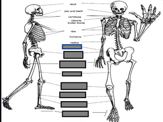 phalanges
metacarpals
Copyright © 2010 Ryan P. Murphy
 