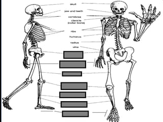 phalanges
metacarpals
 
