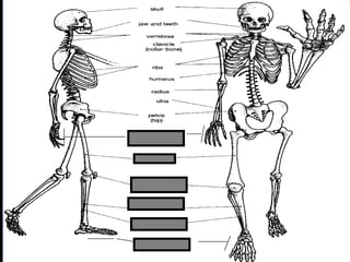 phalanges
metacarpals
Copyright © 2010 Ryan P. Murphy
 