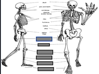 phalanges
metacarpals
Copyright © 2010 Ryan P. Murphy
 