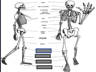 phalanges
carpals
Copyright © 2010 Ryan P. Murphy
 