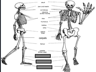 phalanges
carpals
Copyright © 2010 Ryan P. Murphy
 