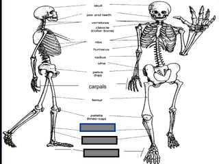phalanges
carpals
Copyright © 2010 Ryan P. Murphy
 