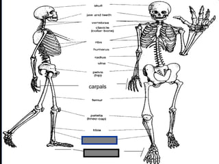 phalanges
carpals
Copyright © 2010 Ryan P. Murphy
 