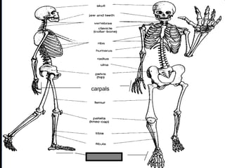 phalanges
carpals
Copyright © 2010 Ryan P. Murphy
 