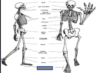 phalanges
carpals
Copyright © 2010 Ryan P. Murphy
 