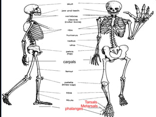 phalanges
carpals
Copyright © 2010 Ryan P. Murphy
Tarsals
Metarsals
 