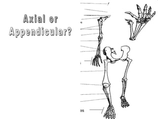 phalanges
metacarpals
Copyright © 2010 Ryan P. Murphy
 