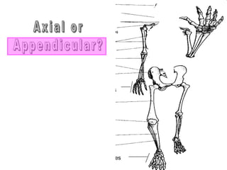 phalanges
metacarpals
Copyright © 2010 Ryan P. Murphy
 