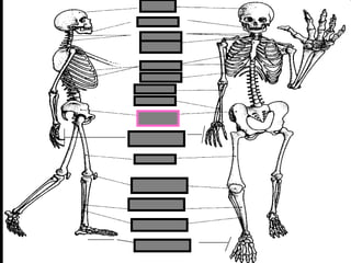phalanges
metacarpals
Copyright © 2010 Ryan P. Murphy
 