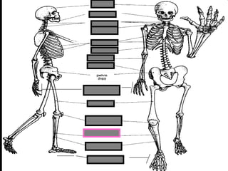 phalanges
metacarpals
Copyright © 2010 Ryan P. Murphy
 