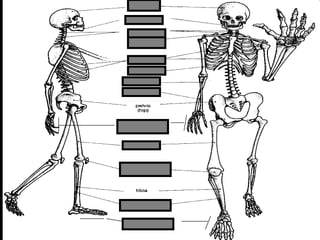 phalanges
metacarpals
Copyright © 2010 Ryan P. Murphy
 