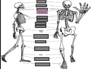 phalanges
metacarpals
Copyright © 2010 Ryan P. Murphy
 