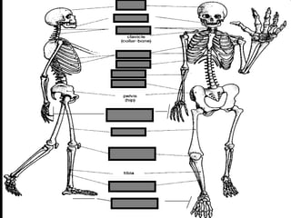 phalanges
metacarpals
Copyright © 2010 Ryan P. Murphy
 