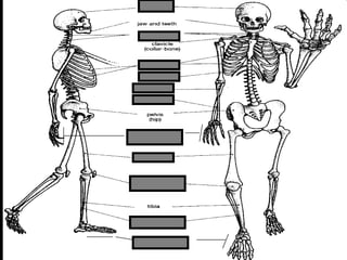 phalanges
metacarpals
Copyright © 2010 Ryan P. Murphy
 