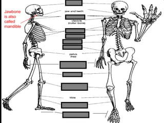 phalanges
metacarpals
Copyright © 2010 Ryan P. Murphy
Jawbone
is also
called
mandible
 