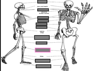 phalanges
metacarpals
Copyright © 2010 Ryan P. Murphy
 