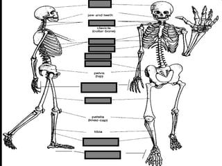 phalanges
metacarpals
Copyright © 2010 Ryan P. Murphy
 