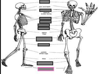 phalanges
metacarpals
Copyright © 2010 Ryan P. Murphy
 