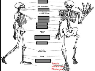 phalanges
metacarpals
Copyright © 2010 Ryan P. Murphy
Tarsals
Metatarsals
Phelangess
 