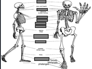 phalanges
metacarpals
Copyright © 2010 Ryan P. Murphy
Tarsals
Metarsals
 