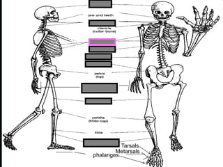 phalanges
metacarpals
Copyright © 2010 Ryan P. Murphy
Tarsals
Metarsals
 