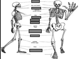 phalanges
metacarpals
Copyright © 2010 Ryan P. Murphy
 