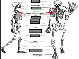 phalanges
metacarpals
Copyright © 2010 Ryan P. Murphy
Sternum
 