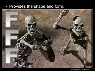• Provides the shape and form.
Copyright © 2010 Ryan P. Murphy
 