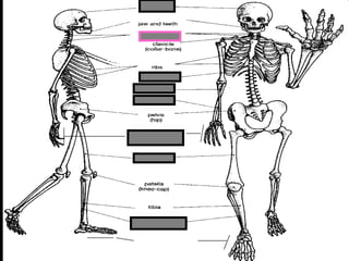 phalanges
metacarpals
Copyright © 2010 Ryan P. Murphy
 