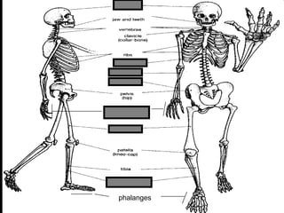 phalanges
metacarpals
Copyright © 2010 Ryan P. Murphy
 