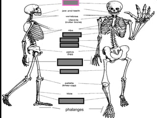 phalanges
metacarpals
Copyright © 2010 Ryan P. Murphy
 