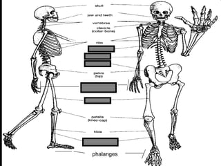 phalanges
metacarpals
Copyright © 2010 Ryan P. Murphy
 