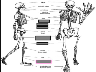 phalanges
metacarpals
Copyright © 2010 Ryan P. Murphy
 