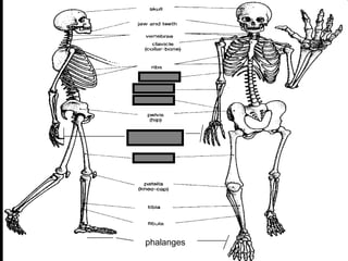 phalanges
metacarpals
Copyright © 2010 Ryan P. Murphy
 
