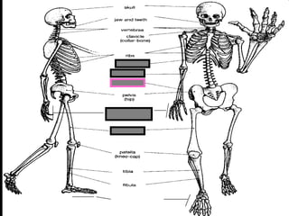 phalanges
metacarpals
Copyright © 2010 Ryan P. Murphy
 