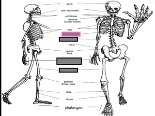 phalanges
metacarpals
Copyright © 2010 Ryan P. Murphy
 