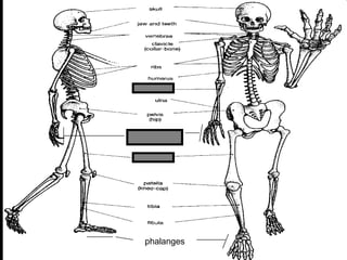 phalanges
metacarpals
Copyright © 2010 Ryan P. Murphy
 