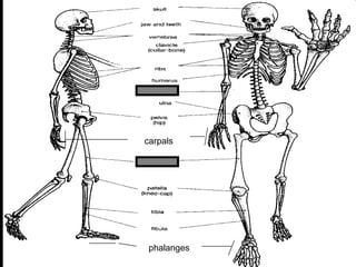 phalanges
carpals
 