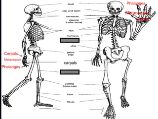 phalanges
carpals
Copyright © 2010 Ryan P. Murphy
Carpals
Phalanges
Metacarpals
Phalanges
Metacarpals
Carpals
 