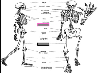 phalanges
carpals
Copyright © 2010 Ryan P. Murphy
 