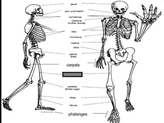 phalanges
carpals
Copyright © 2010 Ryan P. Murphy
 