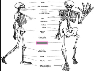 phalanges
carpals
 