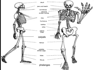 phalanges
carpals
Copyright © 2010 Ryan P. Murphy
 