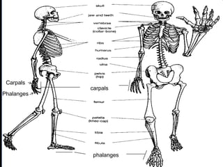 phalanges
carpals
Copyright © 2010 Ryan P. Murphy
Carpals
Phalanges
 